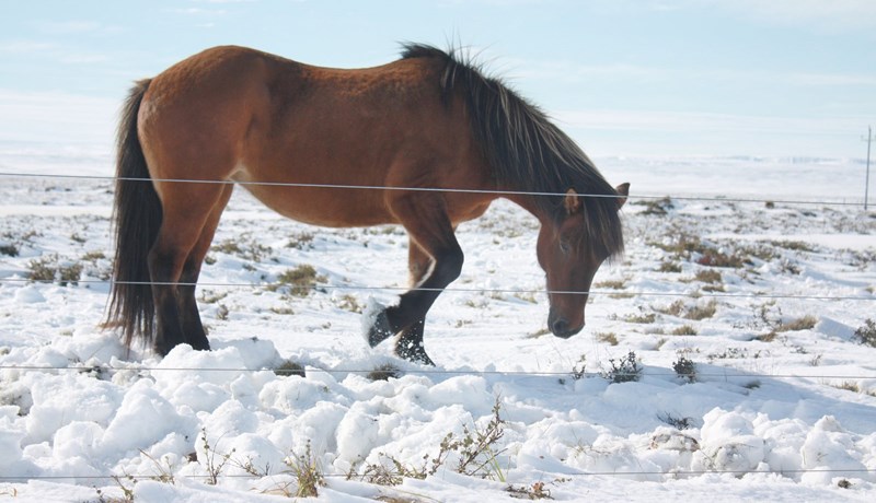 Drukknun hrossa í Bessastaðatjörn ekki rakið til vanrækslu