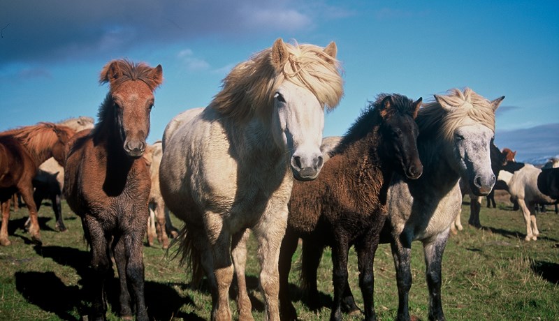 Vonast til að fá nákvæmari tölur um fjölda hrossa á landinu í haust