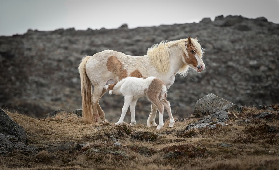 Folaldsmeri og afkvæmi hennar á bænum Fossi í Hrunamannahreppi. Hrossaræktarfélag hreppsins styður við félagsmenn sína með niðurgreiðslu á sýningargjöldum kynbótahrossa.