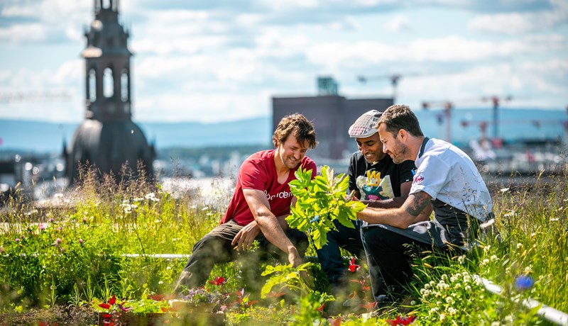 Hótelkeðja ræktar matvæli á húsþaki í miðborg Oslóar