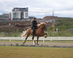 Færri útflutt hross