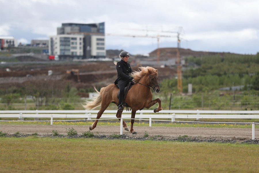 Húni frá Ragnheiðarstöðum er hæst dæmda hross sem hefur farið út á árinu. Knapi er Helga Una Björnsdóttir.