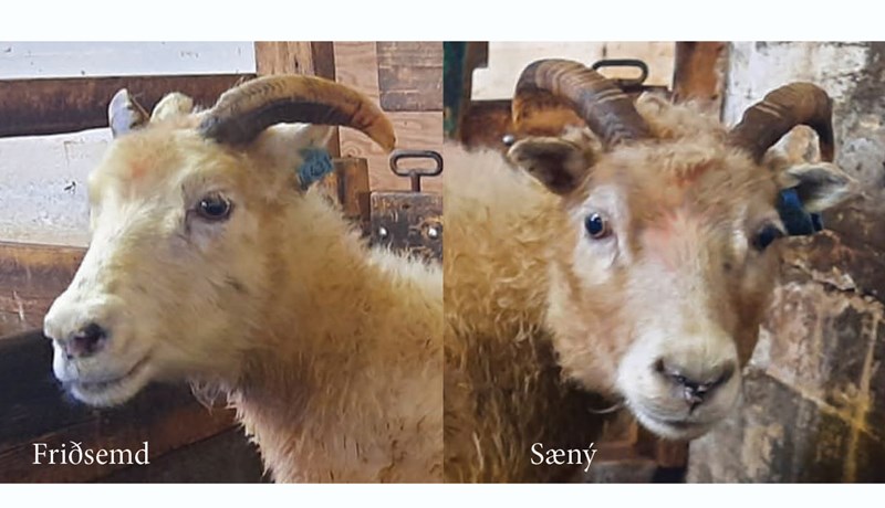 Þrjár ær til viðbótar með ARR arfgerðina í Þernunesi