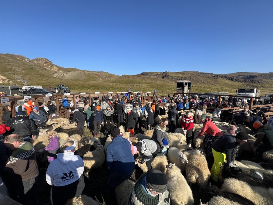 Litríkt mannlífið í Ölfusrétt. Ungir sem aldnir hjálpuðust að við að draga fé í dilka í sólskinsveðri. Réttin, sem staðsett er í mynni Reykjadals, var tekin í notkun árið 2016. Hönnuður réttarinnar,
Ólafur Dýrmundsson, stendur einmitt þarna í miðið. Í fjarska má sjá ferðamenn ganga upp dalinn.