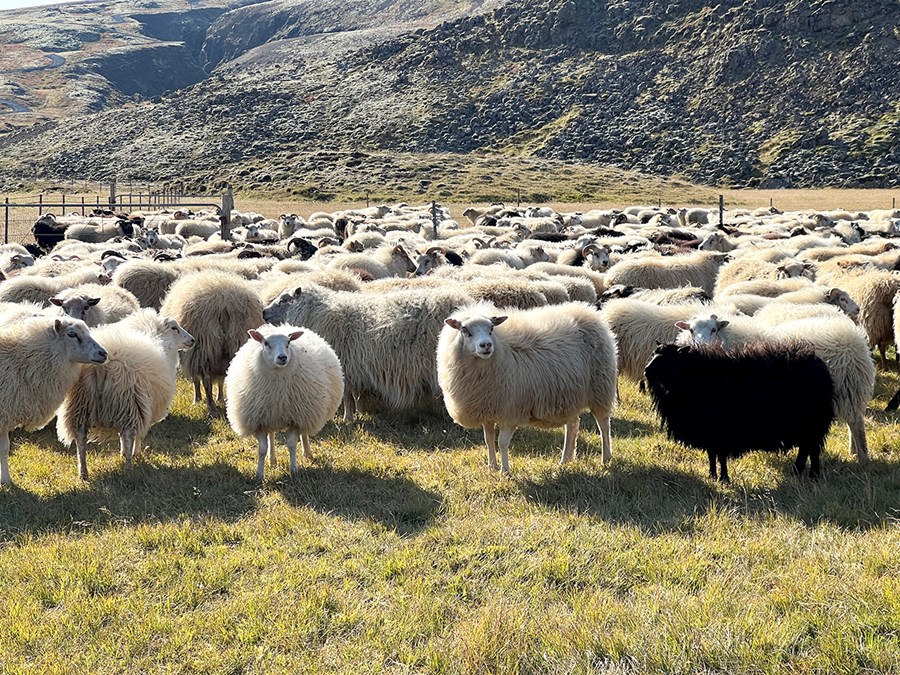 Viðurlög við ólöglegum geldingum sauðfjár geta verið stjórnvaldssekt.