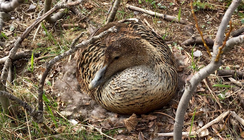Japansmarkaður kortlagður