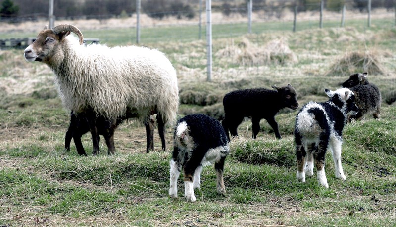 Mun fleiri vilja kaupa en selja greiðslumark