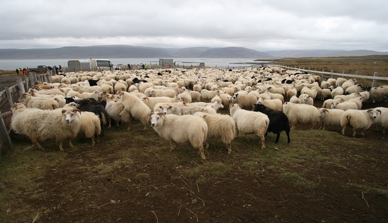 Reiknað afurðaverð hækkar um 17 prósent