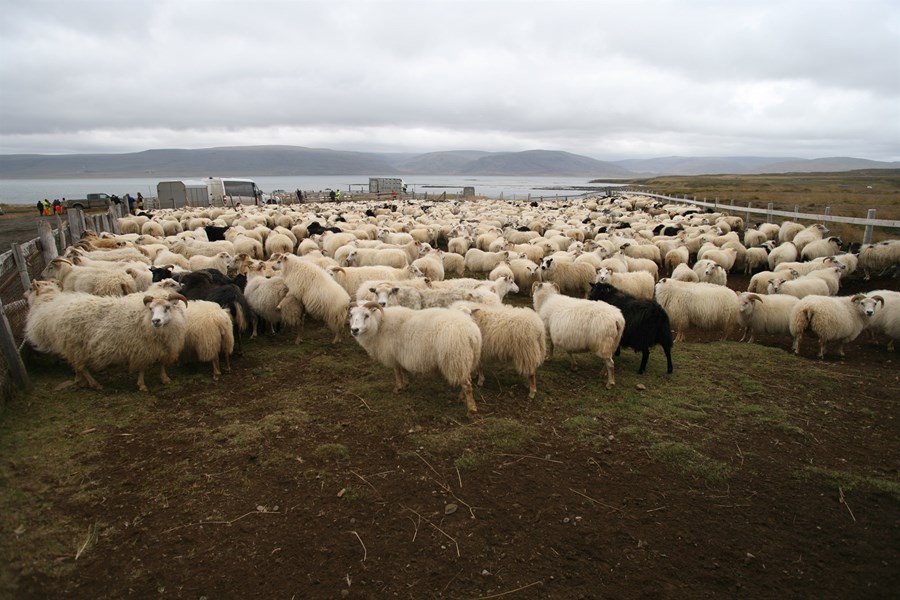 Í raun eru nú tvær afurðaverðskrár í boði fyrir sauðfjárbændur; frá Sláturfélagi Suðurlands og Kaupfélagi Skagfirðinga.