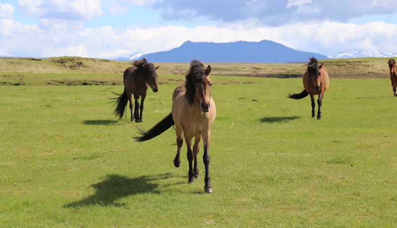 Áhrif beitar: Hófleg beit getur styrkt graslendi