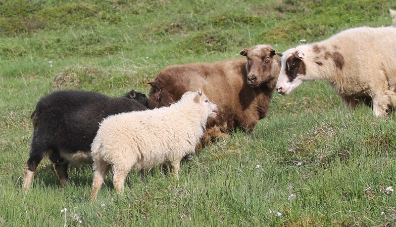 Upplýsingasíða um riðuvarnir