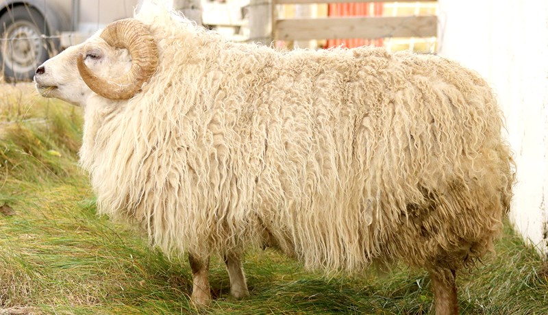 Sterkur grunur um að sæðingahrútur dreifi bógkreppu