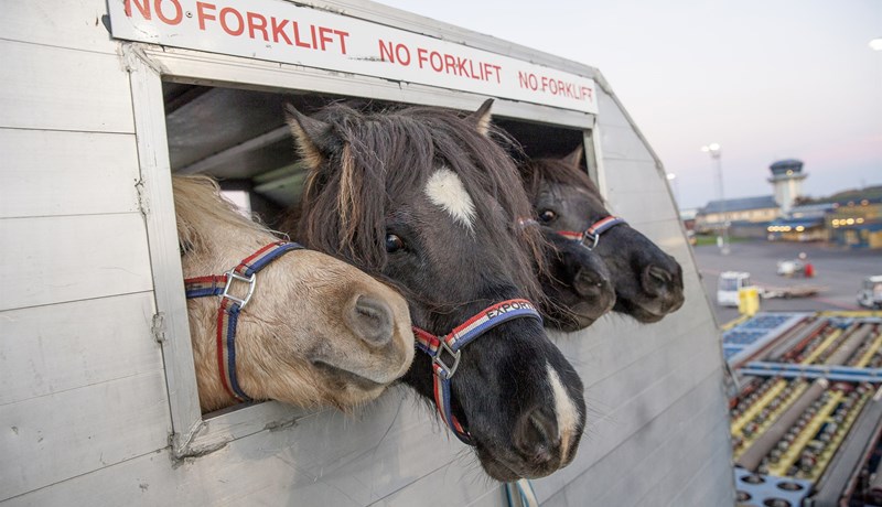 Flutt voru út 2.320 hross sem er mesti hrossaútflutningur síðan 1997