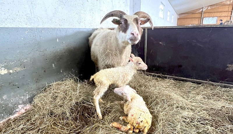 Vilja leyfa kaup á líflömbum með verndandi arfgerð