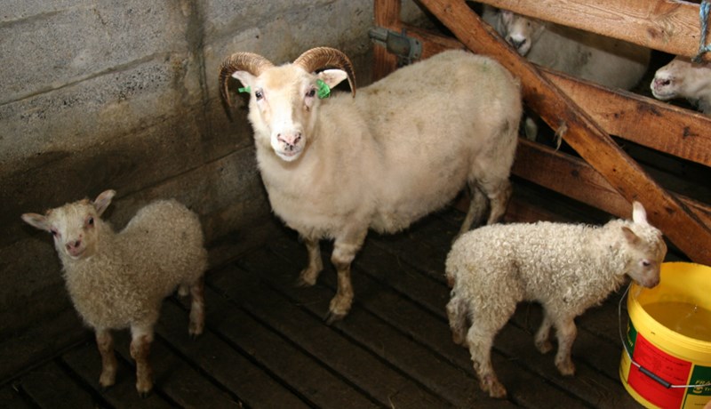 Möguleikar skoðaðir til skilvirkari framleiðslu í sauðfjárrækt