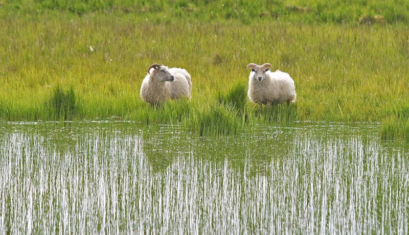 Að liðnu löngu vori