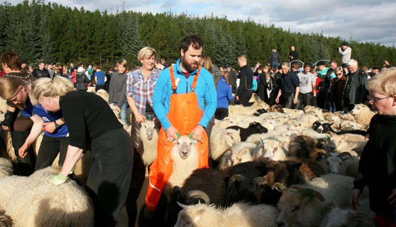 Réttað í endurnýjuðum en 60 ára gömlum Tungnaréttum