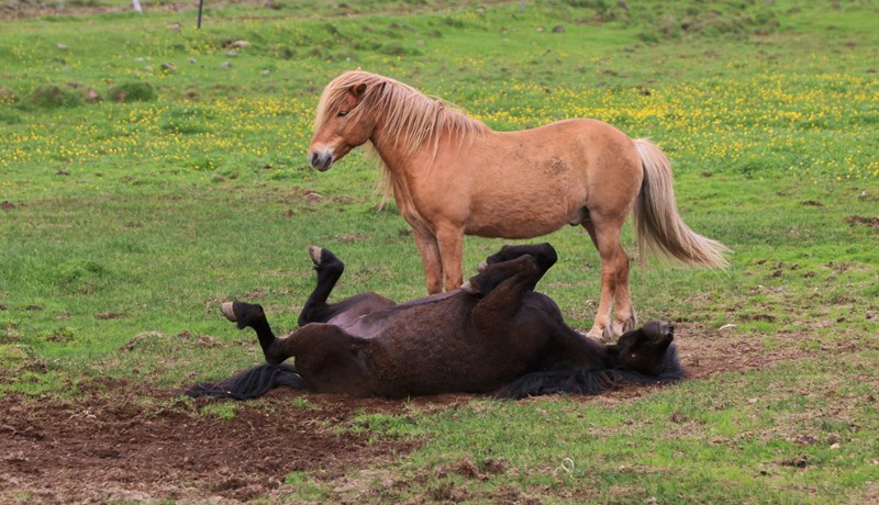 Hestaeigandi sviptur ellefu hrossum