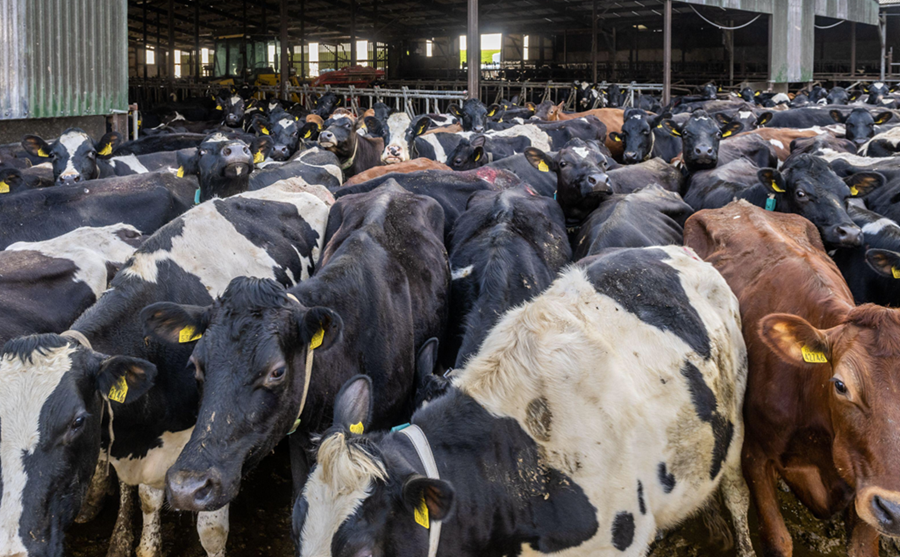 Írskir kúabændur eru með böggum hildar vegna stórfelldra niðurskurðaráforma á hjörðum þeirra. Ekki verður þó aðhafst að sinni.