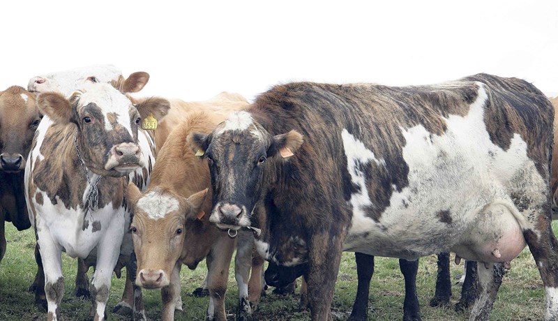 Mikilvægi erfðaauðlinda