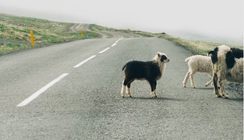 Krefjandi tíðarfar fyrir bændur