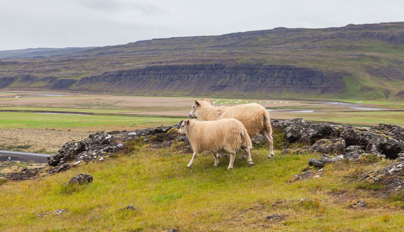 Afurðaverð haustsins veldur vonbrigðum