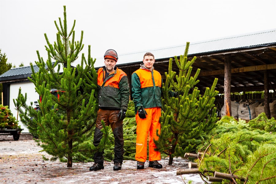 Feðgarnir Bergur Þór Björnsson og Birgir Smári Bergsson hafa í nógu að snúast við að undirbúa sölu á jólatrjám í desember. Þeir starfa hjá Skógræktarfélagi
Árnesinga sem ræktar skóg á Snæfoksstöðum í Grímsnesi. 