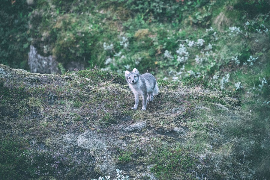 Íslenskur refur. Veiðimenn í Skaftárhreppi munu fá 16.000 krónur fyrir hvert skott sem þeir skila inn.