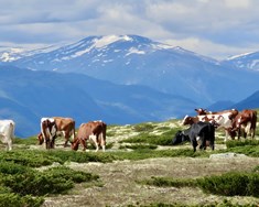 Hvernig nýtir Noregur heimildir til tollahækkana til að framfylgja landbúnaðarstefnu sinni?