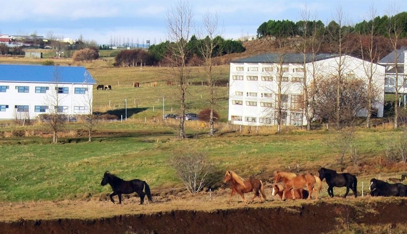 Leit að verndandi arfgerð gegn riðu í sauðfé er engin skyndilausn