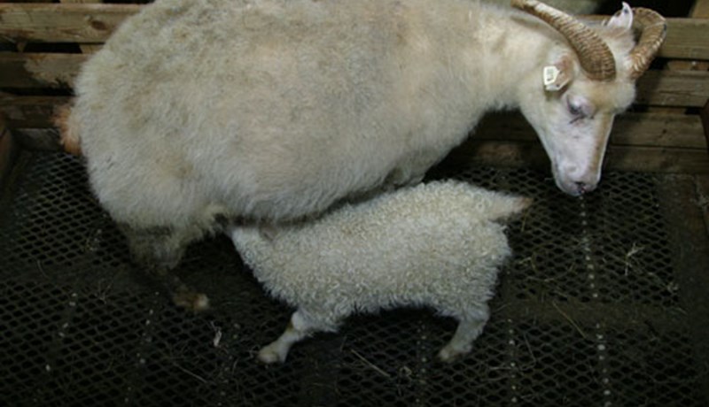 Riðuveiki í Skagafirði