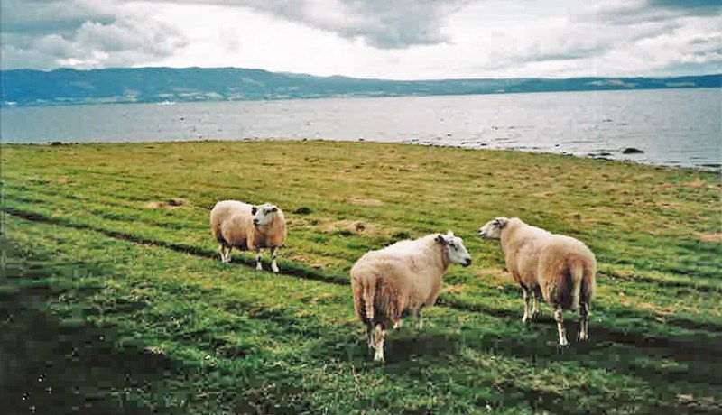 Nýjar reglur um velferð sauðfjár og geitfjár