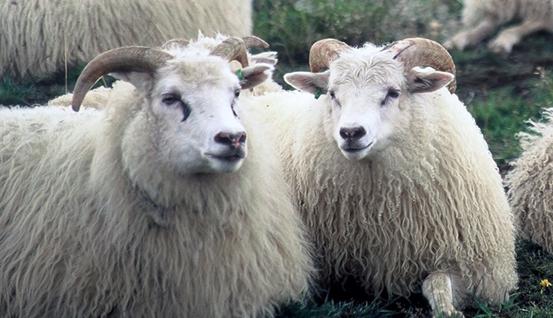 Mikil fækkun sauðfjár