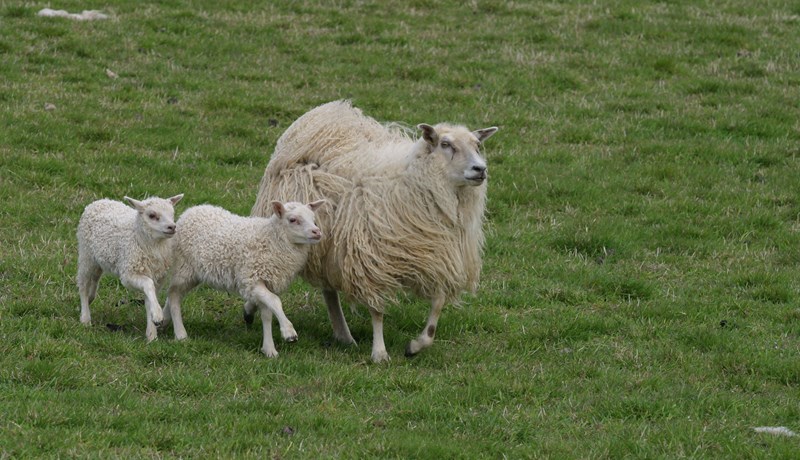 Tekjur í sauðfjár- og kúabúskap dragast saman