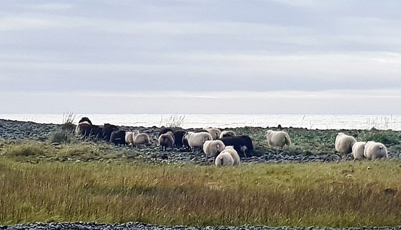 Vísindi eða hindurvitni?