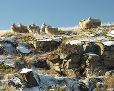 Bændur, blaðið og skörungar