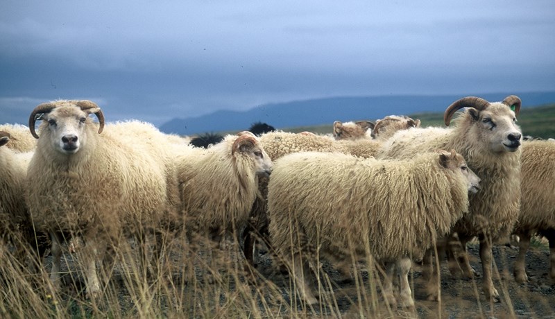 Þriðja tilfellið af riðu