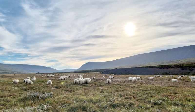 Hægt að innleiða ARR hratt án þess að stofna stofninum í hættu