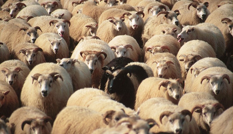 Efla þarf rannsóknir á erfðavísum sem veita þol gegn riðu í sauðfé