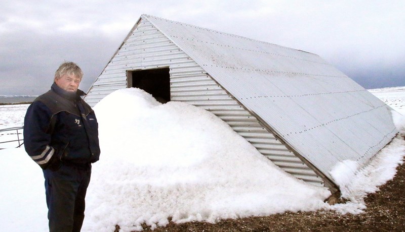 Lambfé hýst í vorhúsum á Norðausturlandi