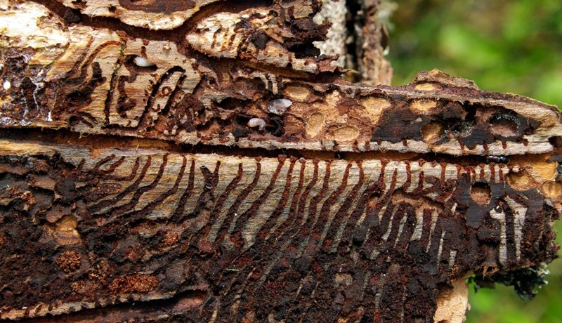 Bjöllur á undanhaldi