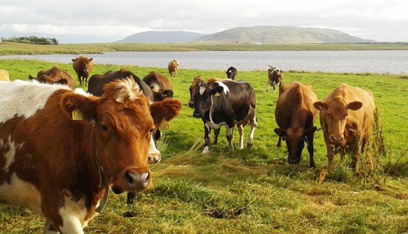 Erfðaleg sérstaða íslenskra kúa