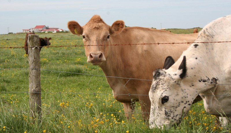 Metframleiðsla á mjólk