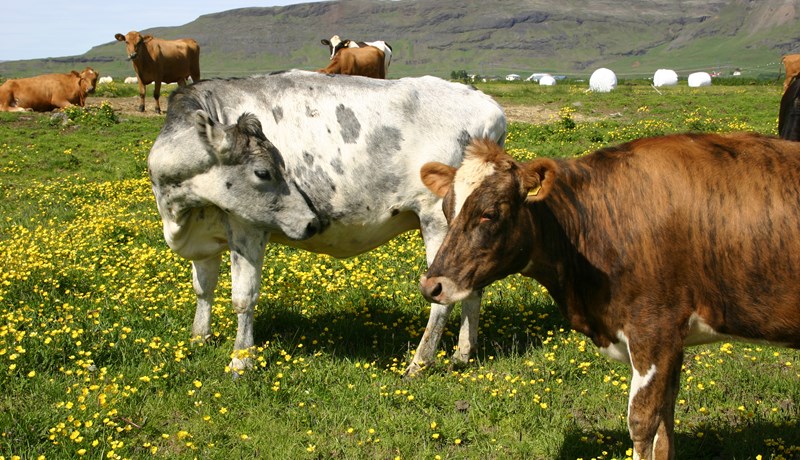 Framtíðarhorfur í kúabúskap, kvóti eða frjáls framleiðsla?