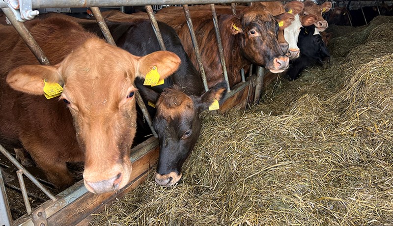 Fækkun framleiðenda