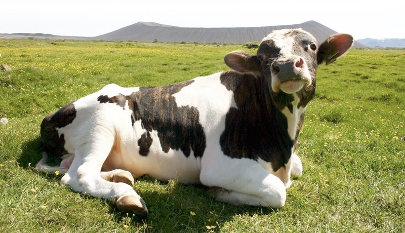 Kúabændur hafa varið tugum milljarða í kaup á greiðslumarki