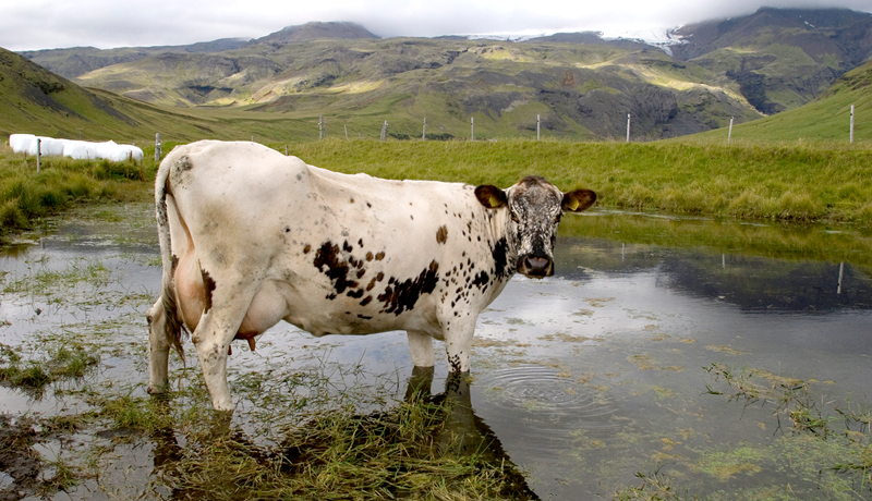 Kostir og gallar við erlent kúakyn