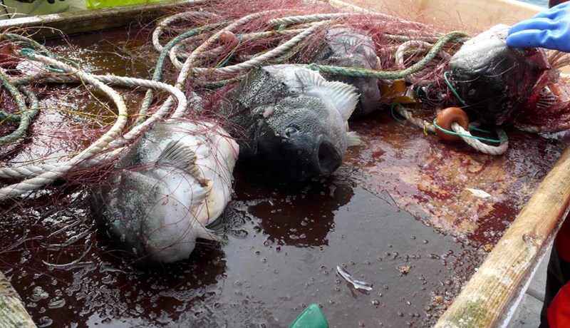 16% minni afli en á síðasta ári en verð hærra