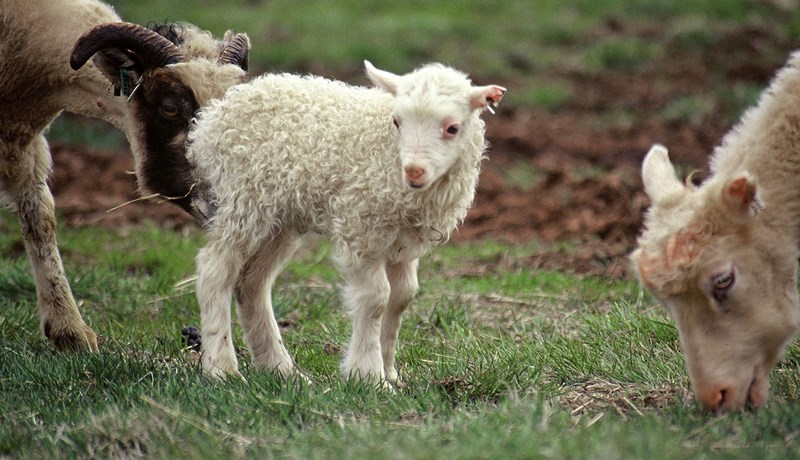 Frá 1996 hefur framleiðslugeta hverrar kindar aukist um 21,3%