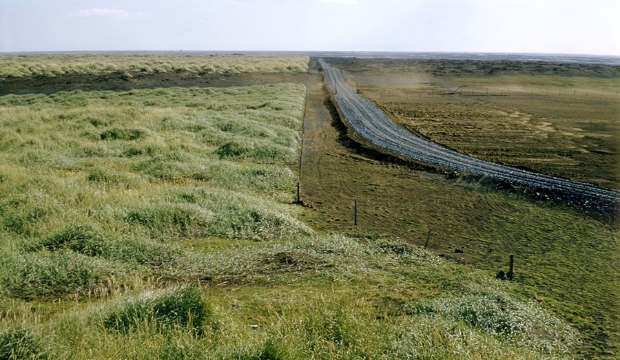 Sandgræðslusvæðið á Leiðvelli í Meðallandi sumarið 1956 eftir ellefu ára friðun fyrir beit.